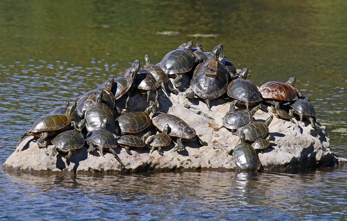 Photo wallpaper water, nature, stones, turtle