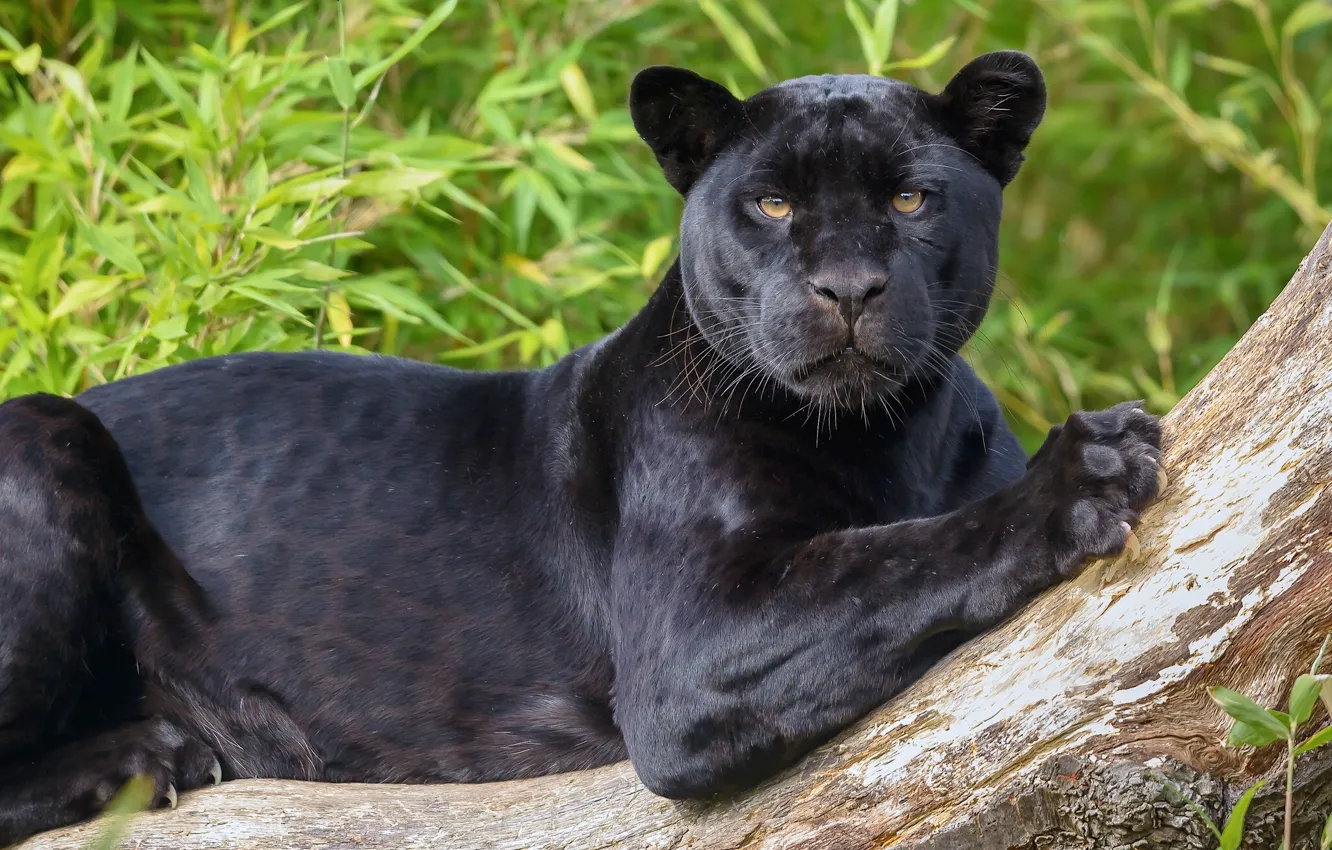 Photo wallpaper look, predator, Jaguar, wild cat, black Panther