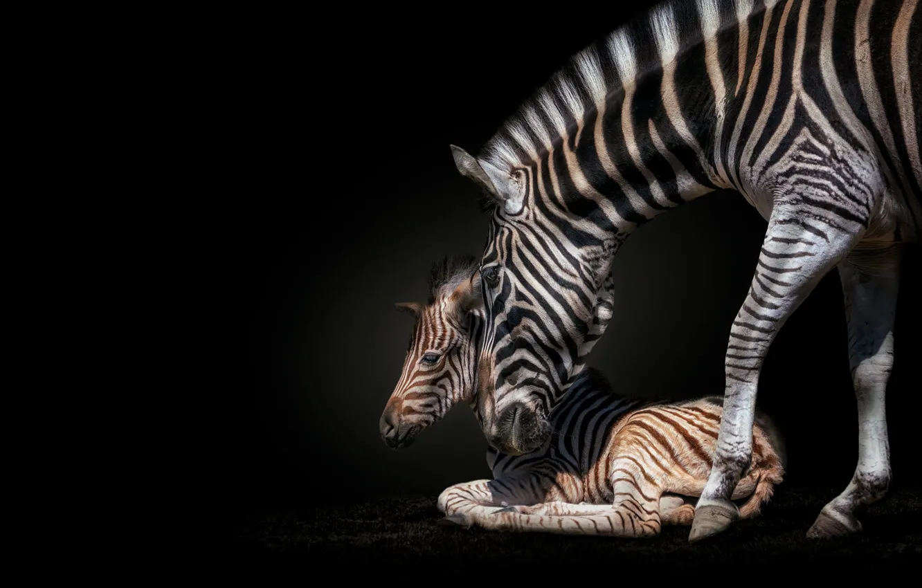 Photo wallpaper Zebra, pair, lies, weasel, black background, cub, care, mother