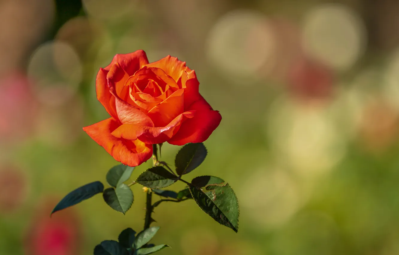 Photo wallpaper background, roses, bokeh, Orange rose