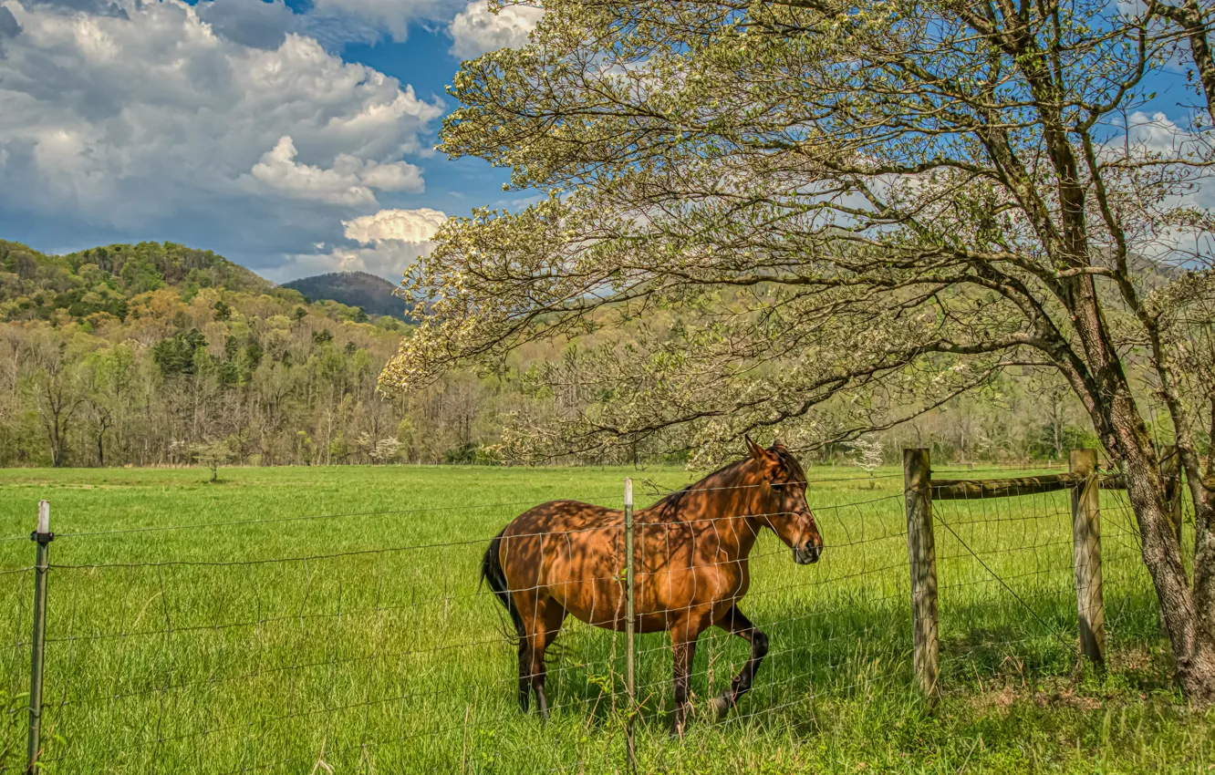 Photo wallpaper greens, field, trees, mountains, branches, horse, mesh, horse