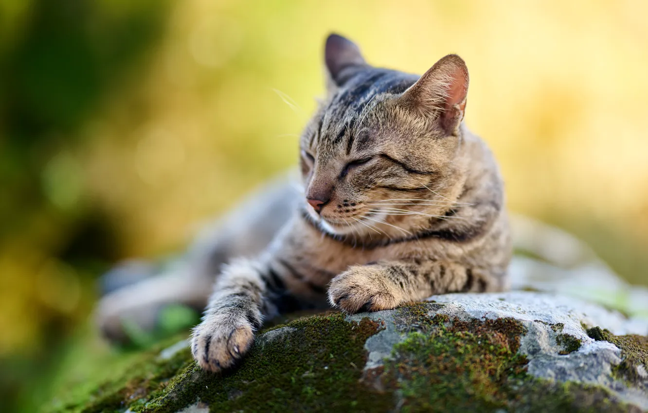 Photo wallpaper cat, cat, face, pose, stones, paws, sleeping, lies