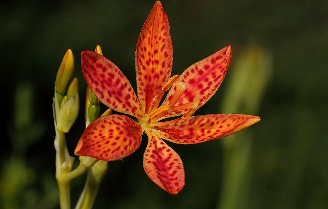 Photo wallpaper flower, one, red-orange