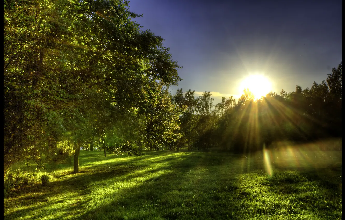 Photo wallpaper greens, forest, grass, the sun, rays, glade, spring, morning