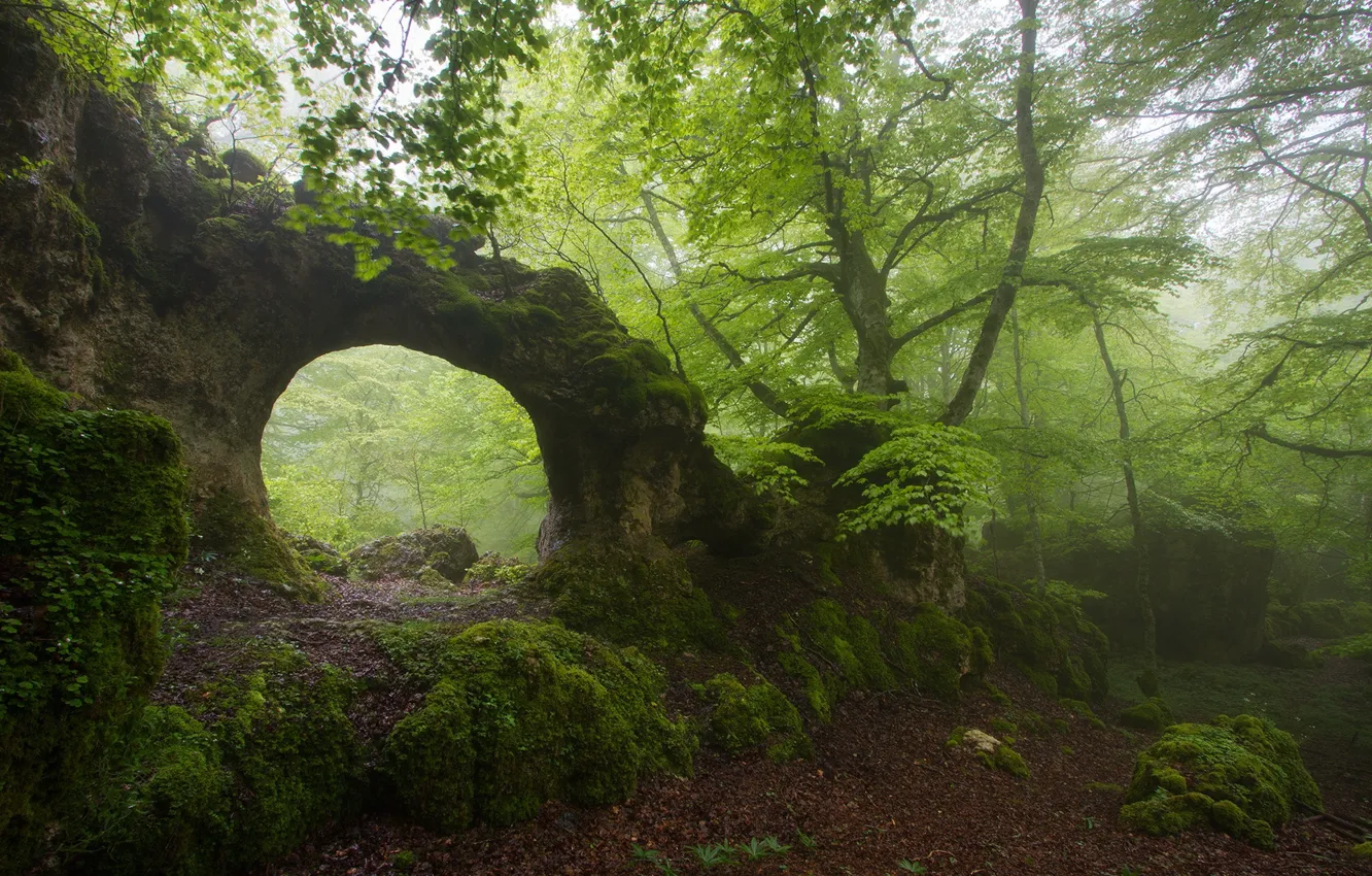 Photo wallpaper forest, summer, fog, rock, arch