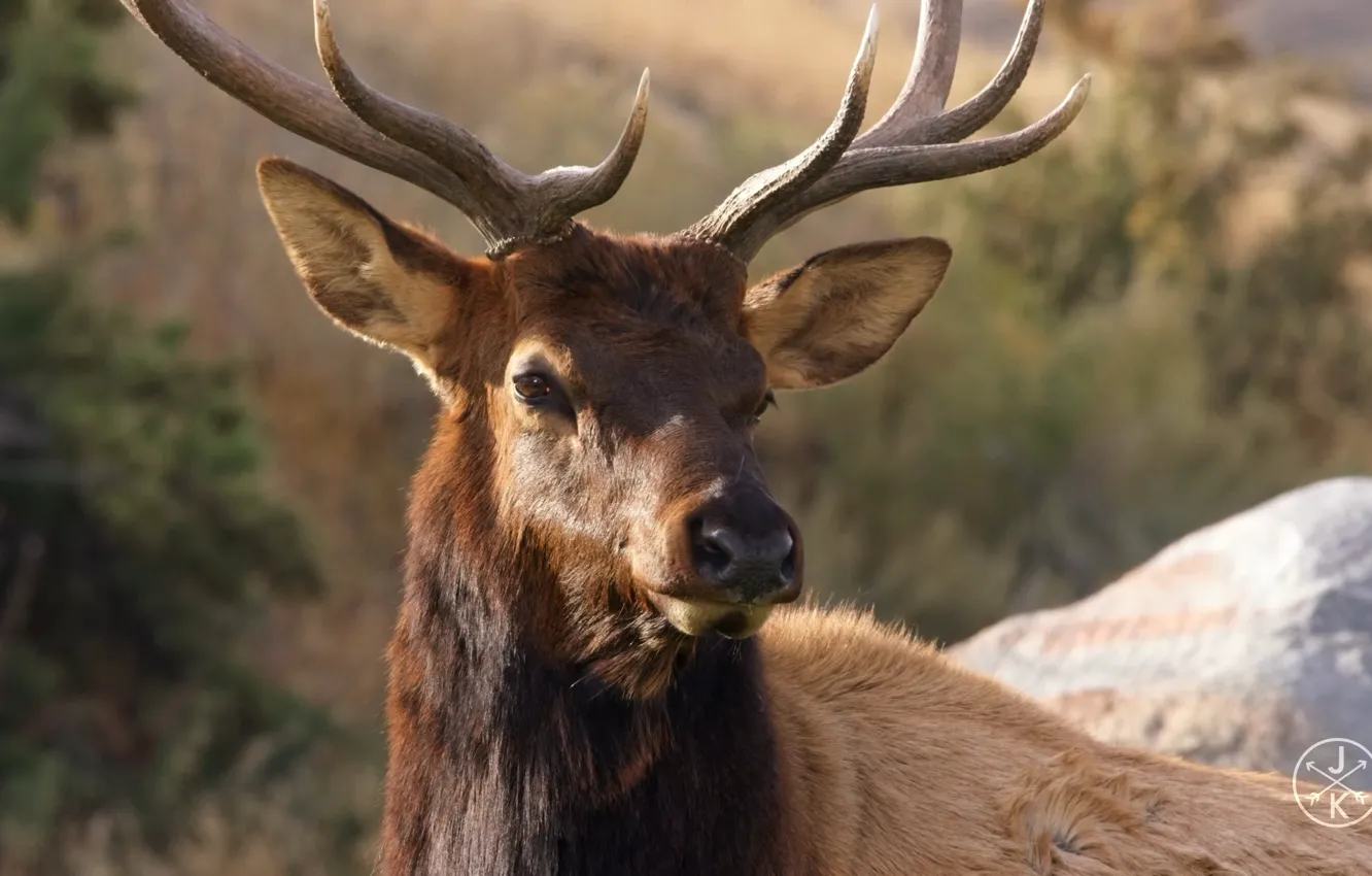 Photo wallpaper deer, USA, national Park, nature