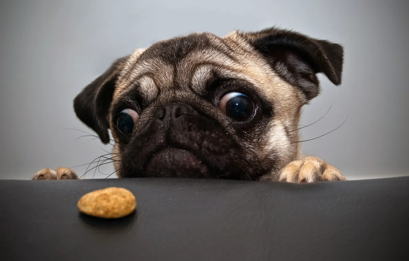 Photo wallpaper eyes, food, dog
