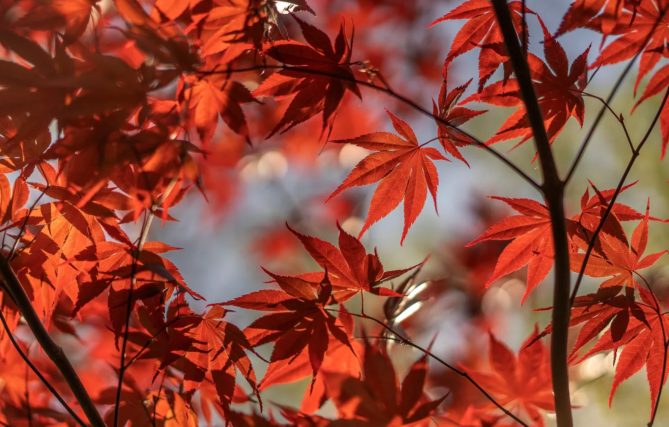Photo wallpaper autumn, leaves, light, trees, branches, red, nature, maple
