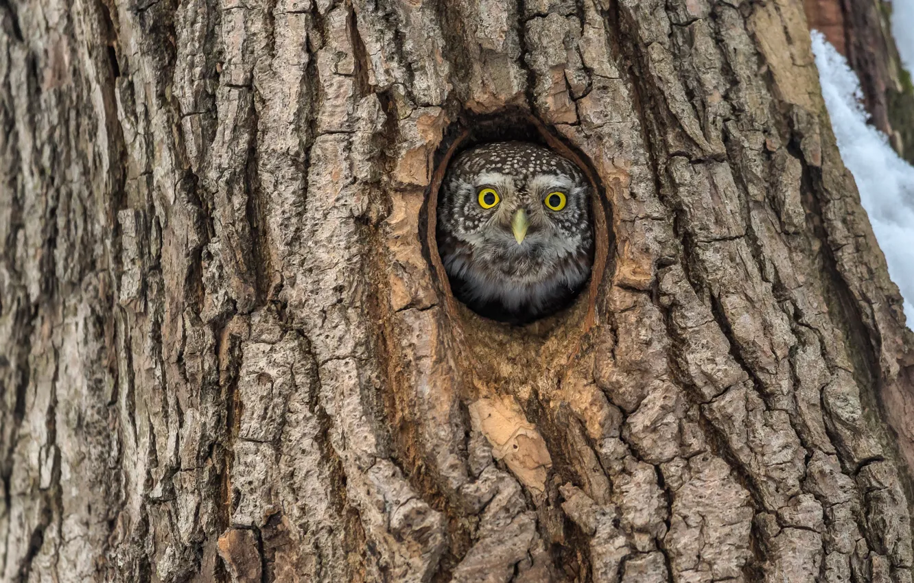 Photo wallpaper look, trees, nature, owl, bird, trunk, bark, Peeps
