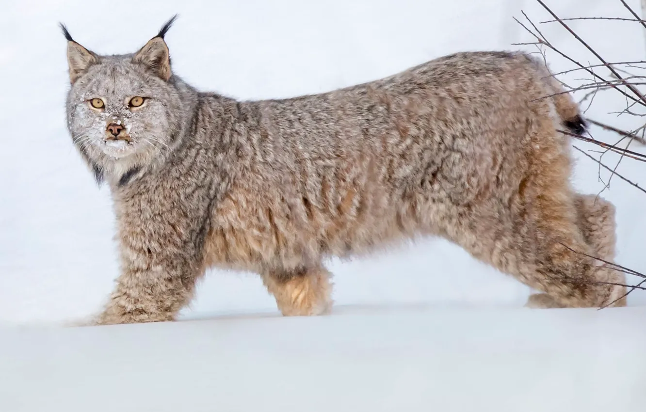 Photo wallpaper look, snow, lynx, wild cat