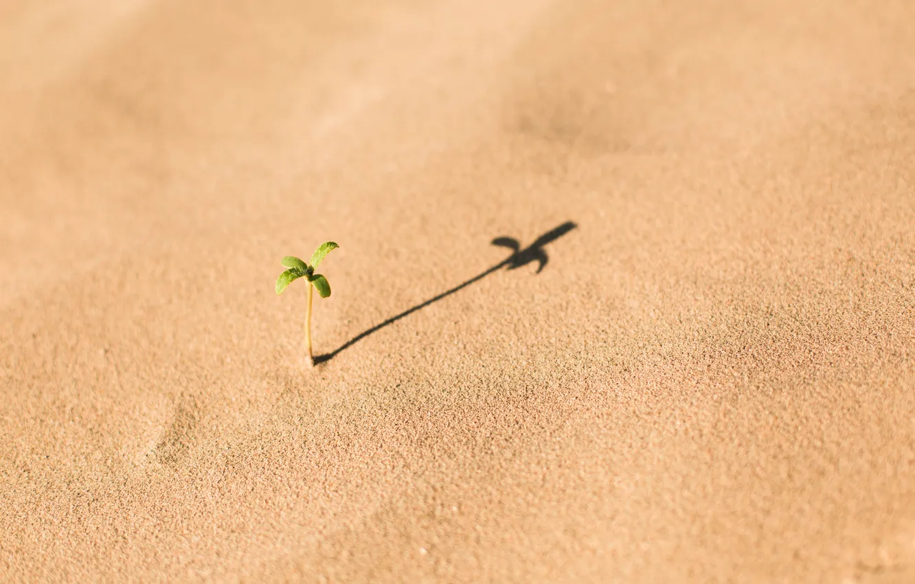 Photo wallpaper desert, life, shadow