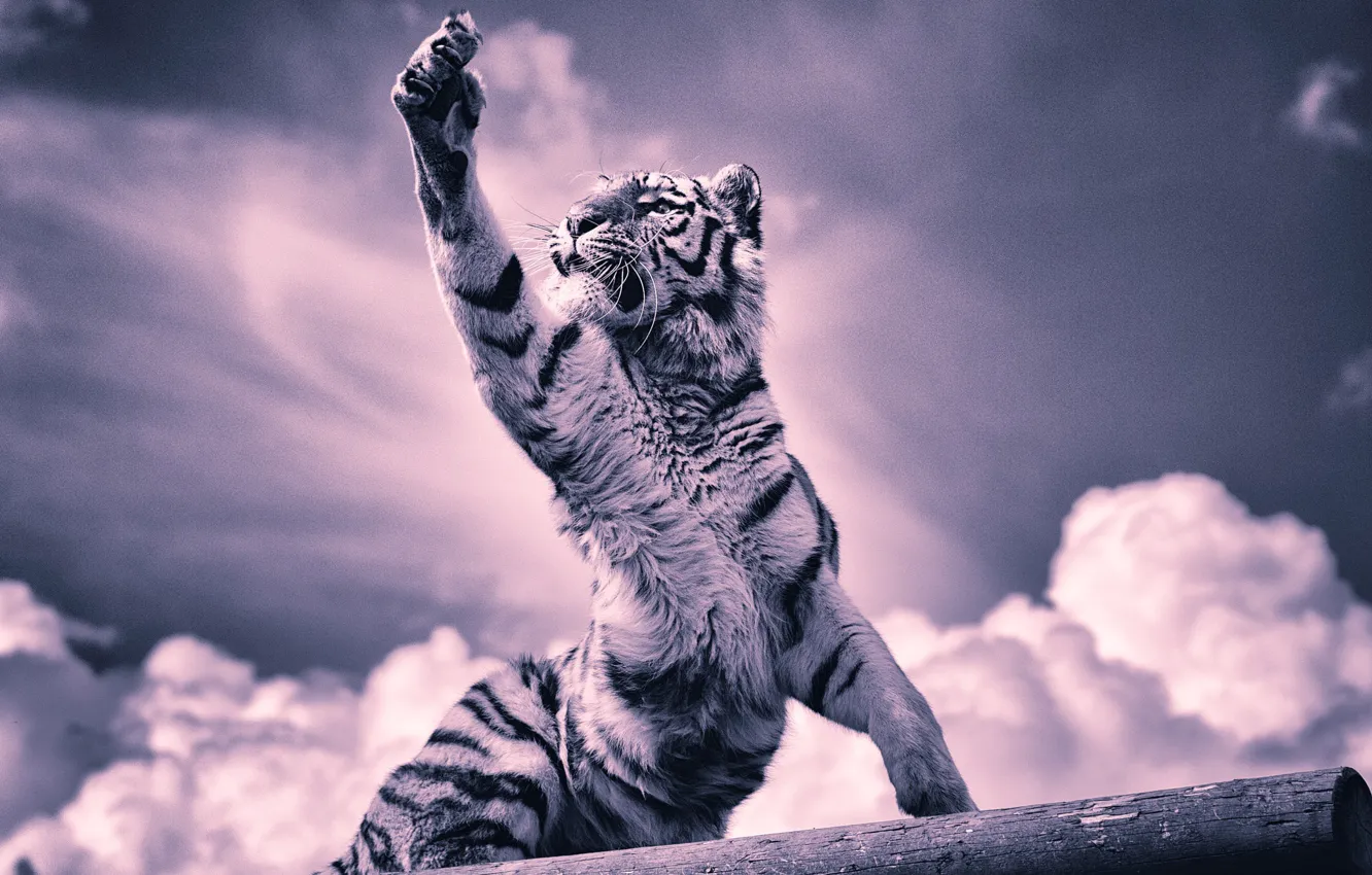 Photo wallpaper clouds, tiger, paws, claws, tiger