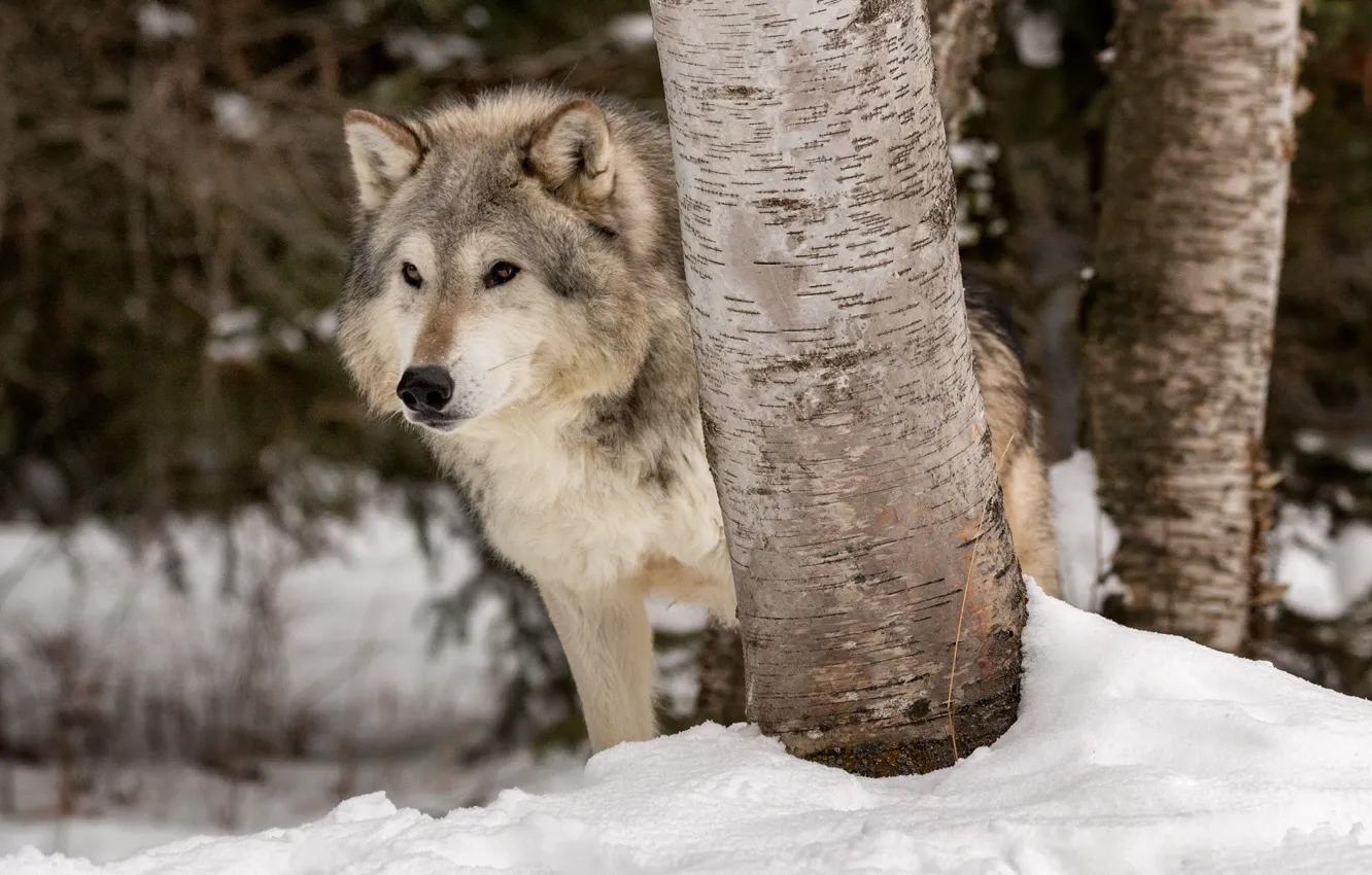 Photo wallpaper winter, snow, trees, wolf, predator, the orderly forest, Tundra wolf
