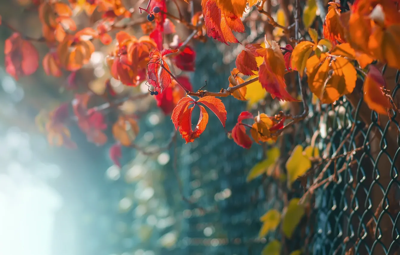 Photo wallpaper autumn, leaves, the fence