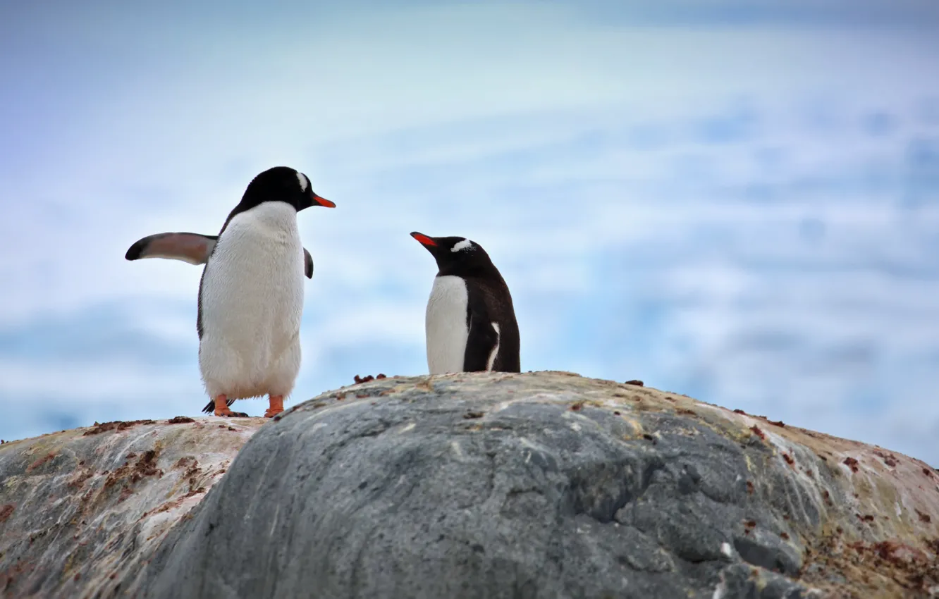 Photo wallpaper nature, stones, penguins, Alexander Perov, of parvo