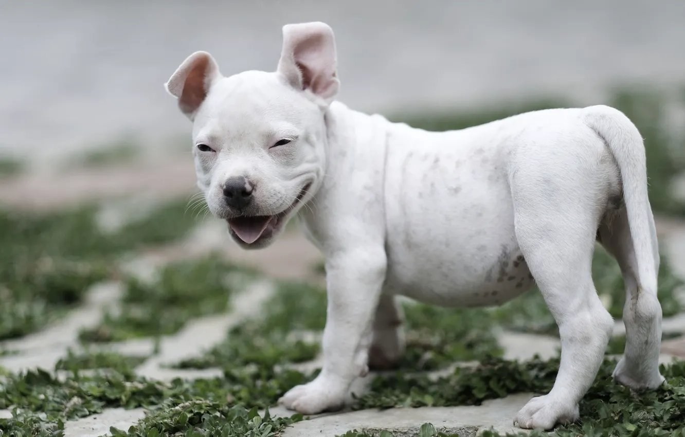 Photo wallpaper smile, dog, baby, puppy, American bully