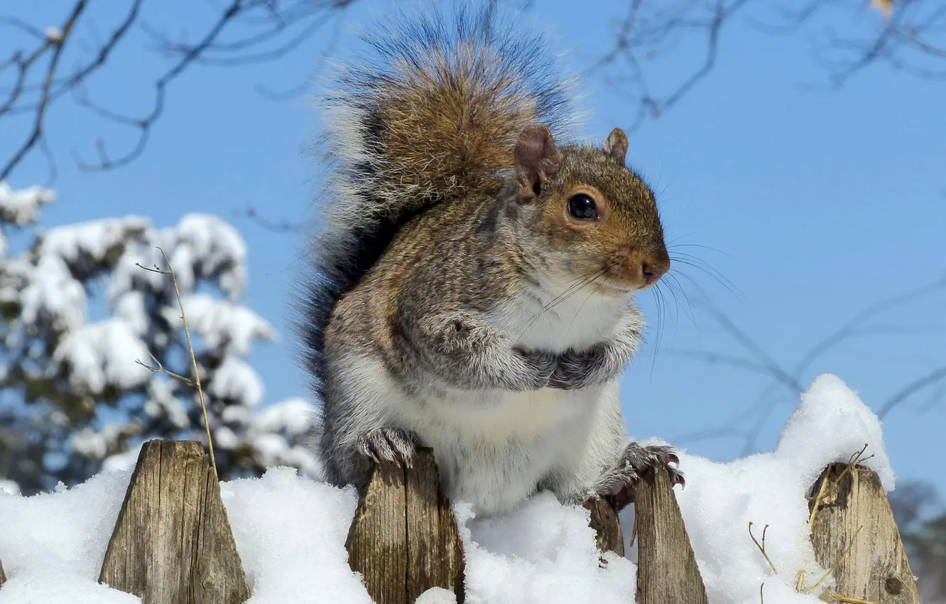Photo wallpaper winter, snow, protein, fur, rodent