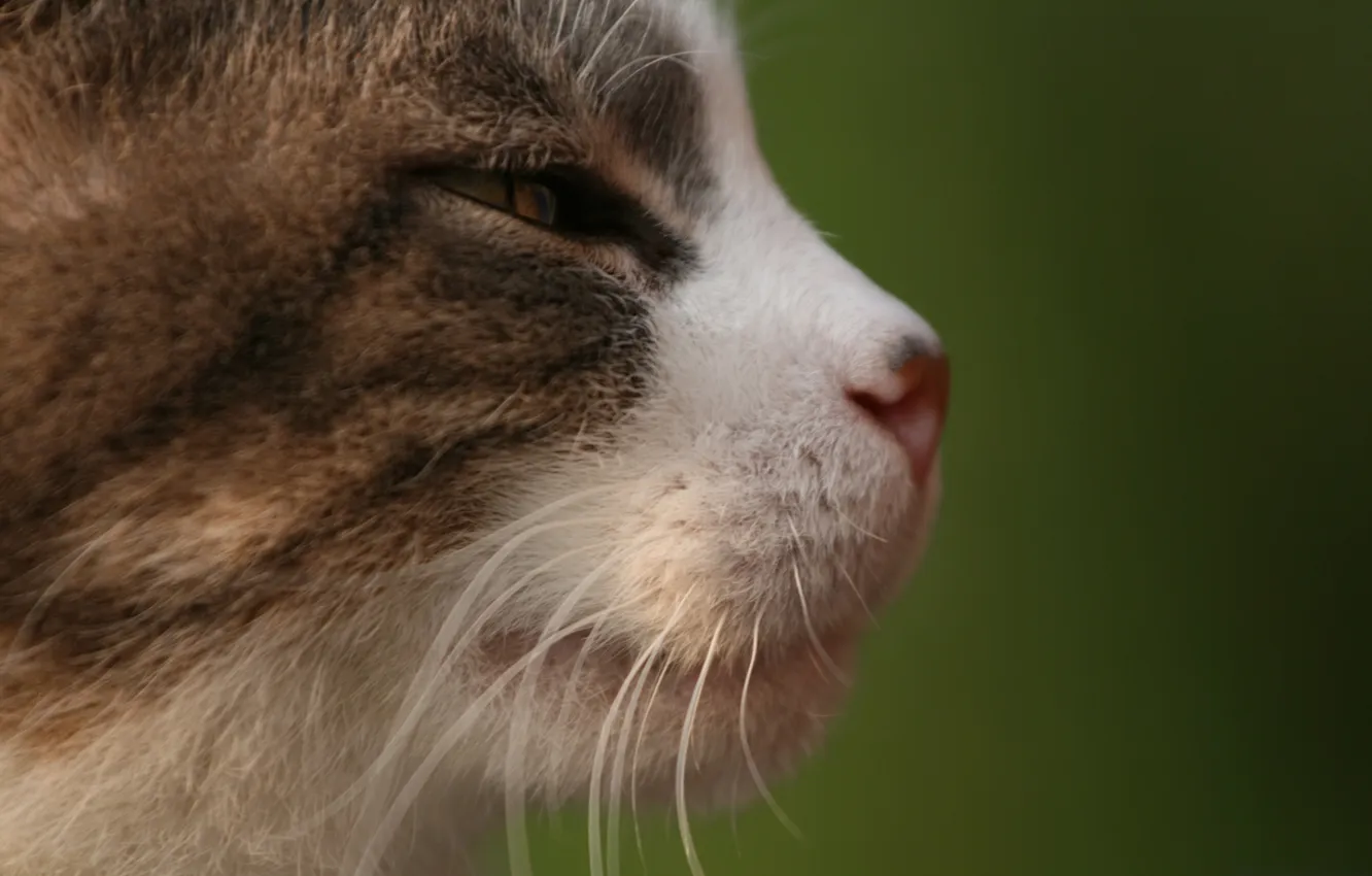 Photo wallpaper cat, cat, macro, face, background, head, cat, macro