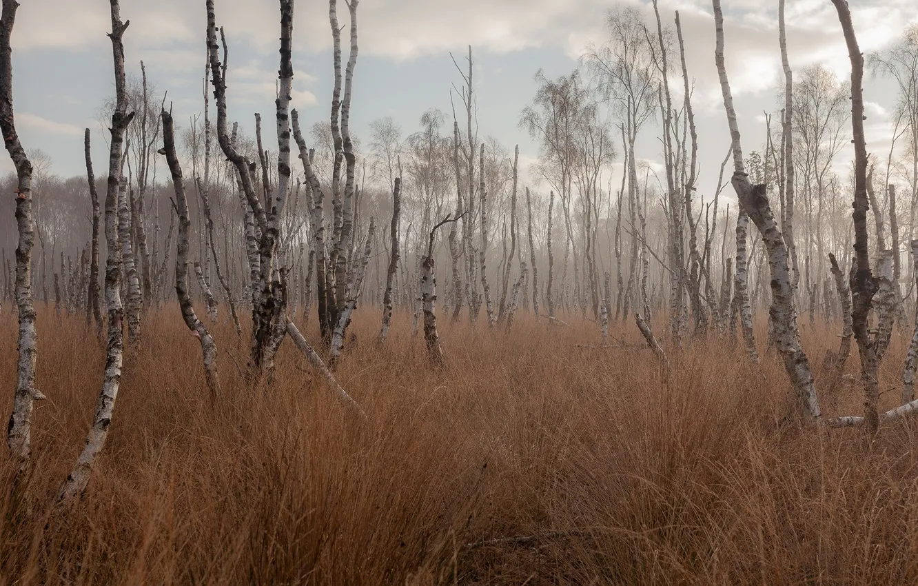 Photo wallpaper autumn, trees, reed