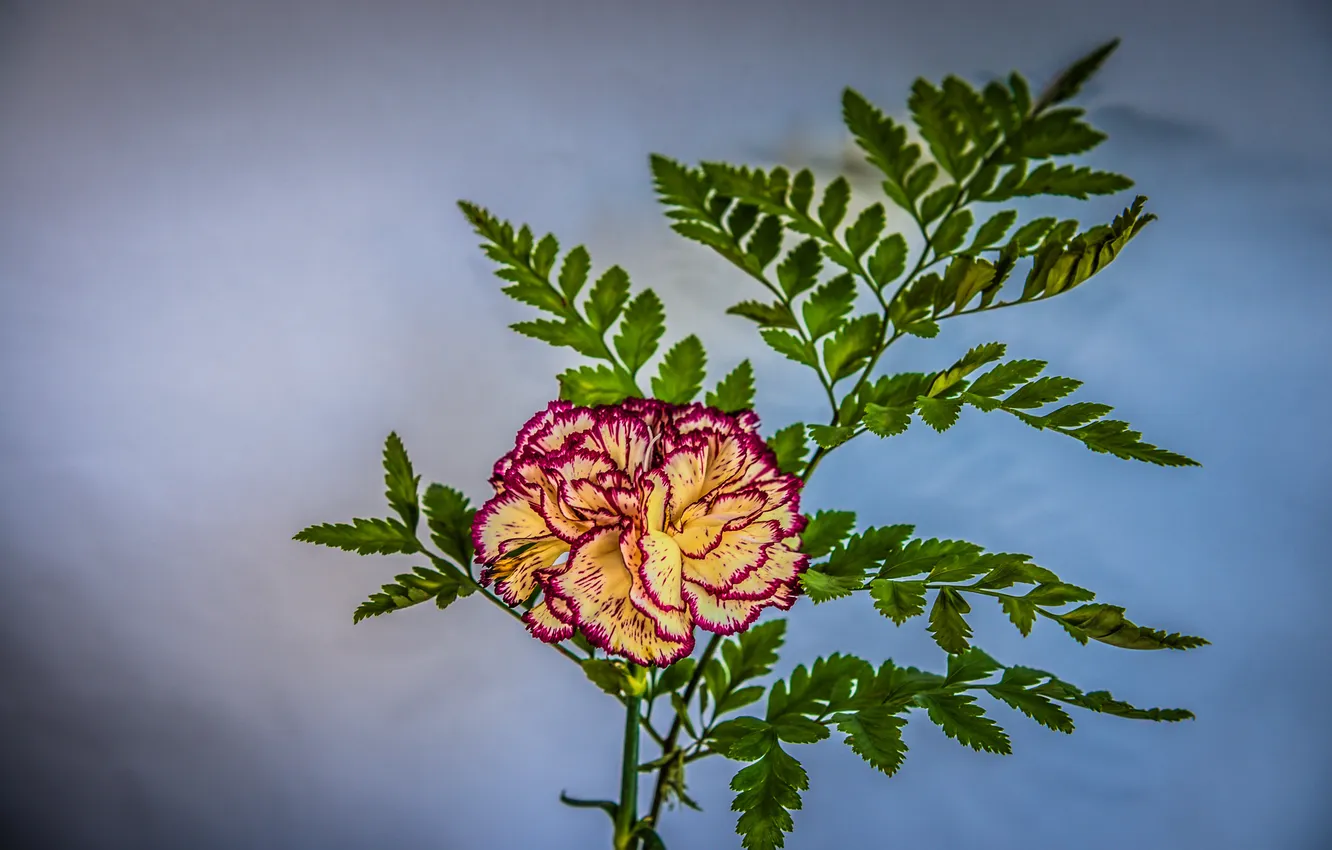 Photo wallpaper flower, leaves, petals, carnation