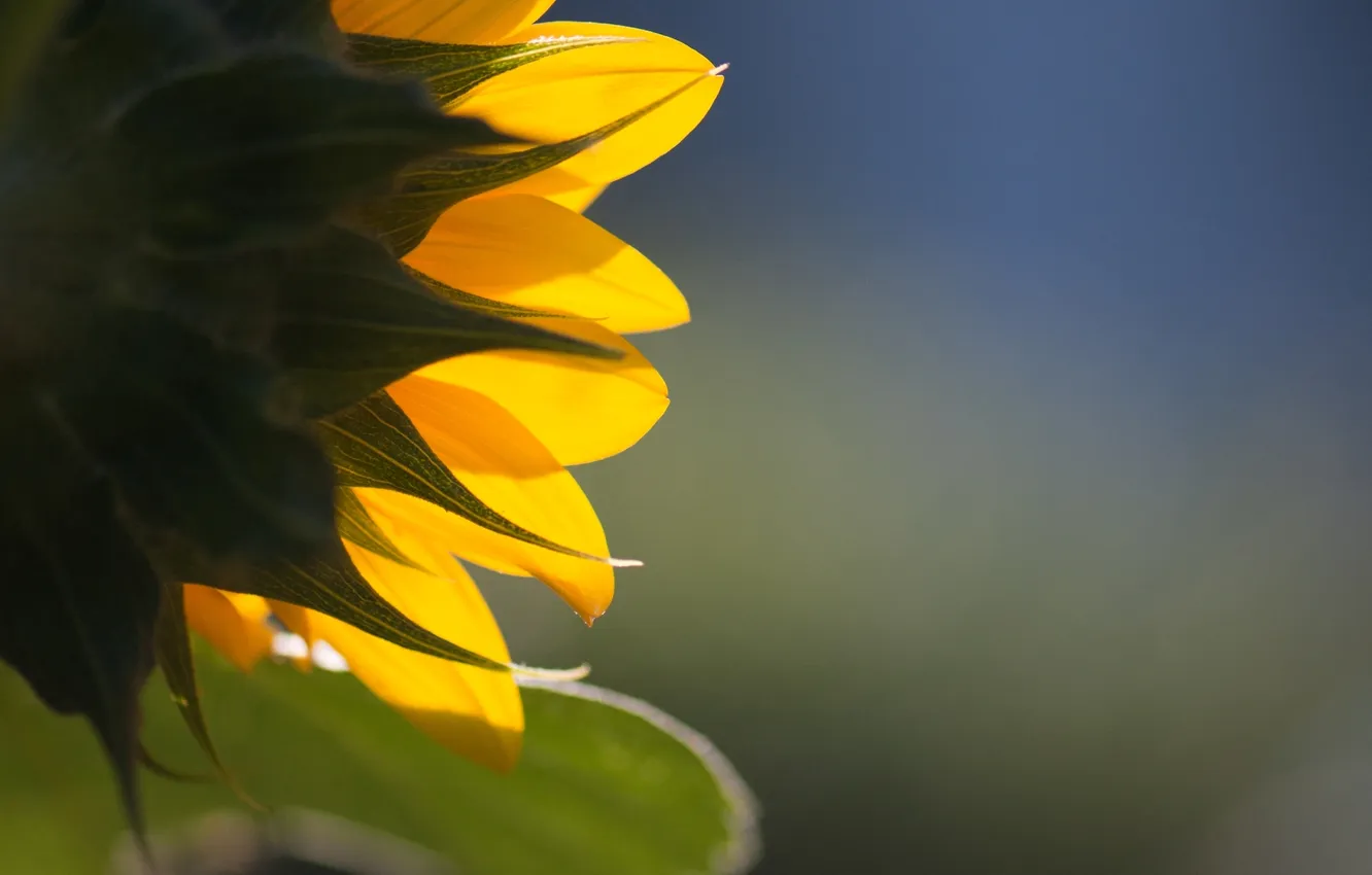 Photo wallpaper summer, the sun, light, flowers, nature, background, Wallpaper, petals