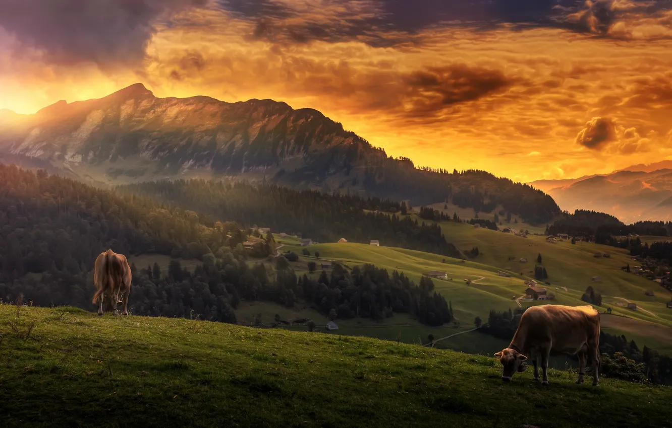 Photo wallpaper sunset, mountains, cows