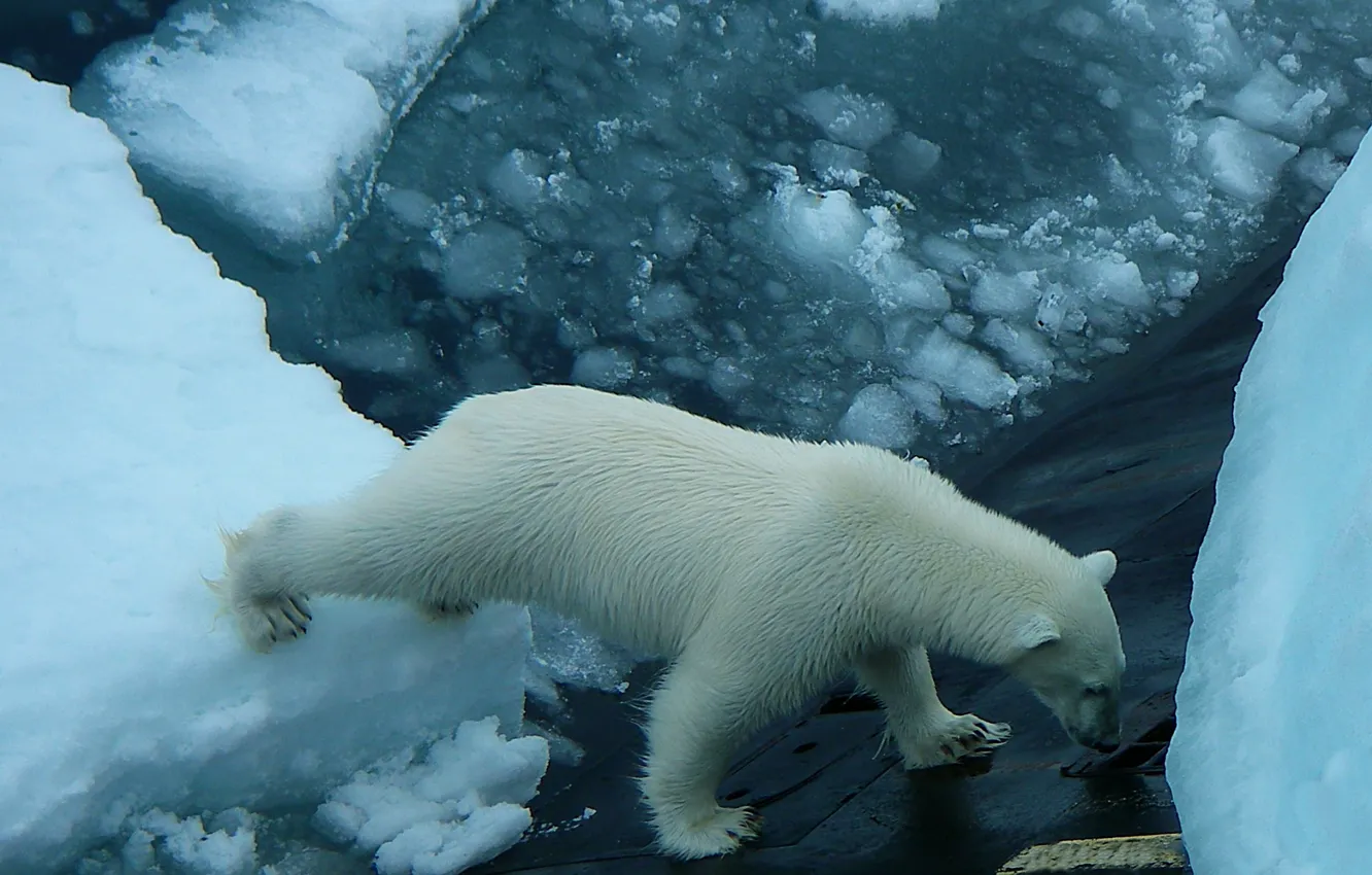Photo wallpaper submarine, polar bear, North, guests, к84