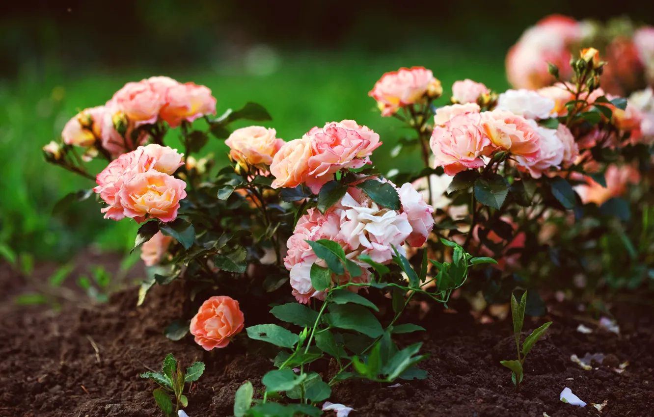 Photo wallpaper greens, macro, flowers, earth, plant, roses, pink, flowerbed