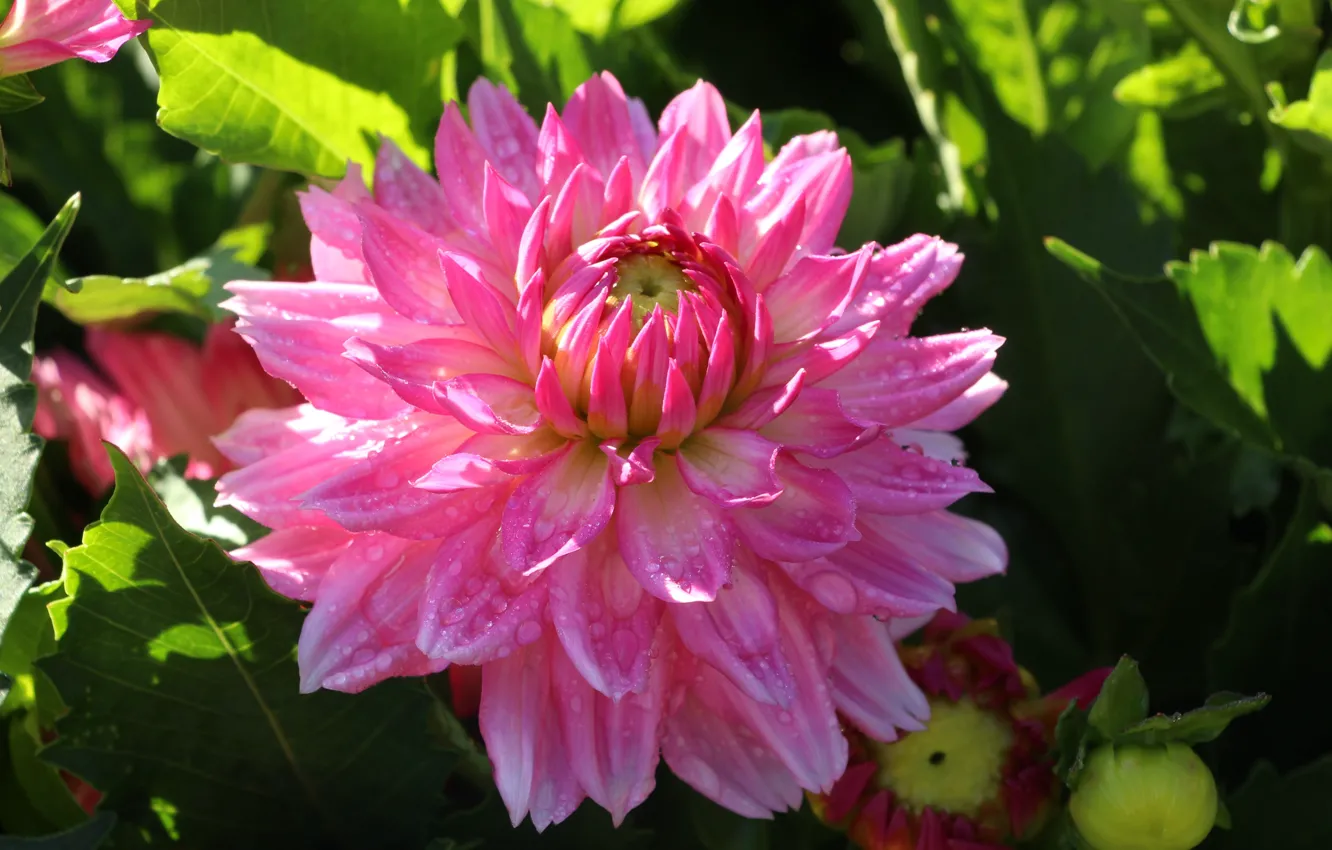 Photo wallpaper flower, pink, garden, blooming, Dahlia