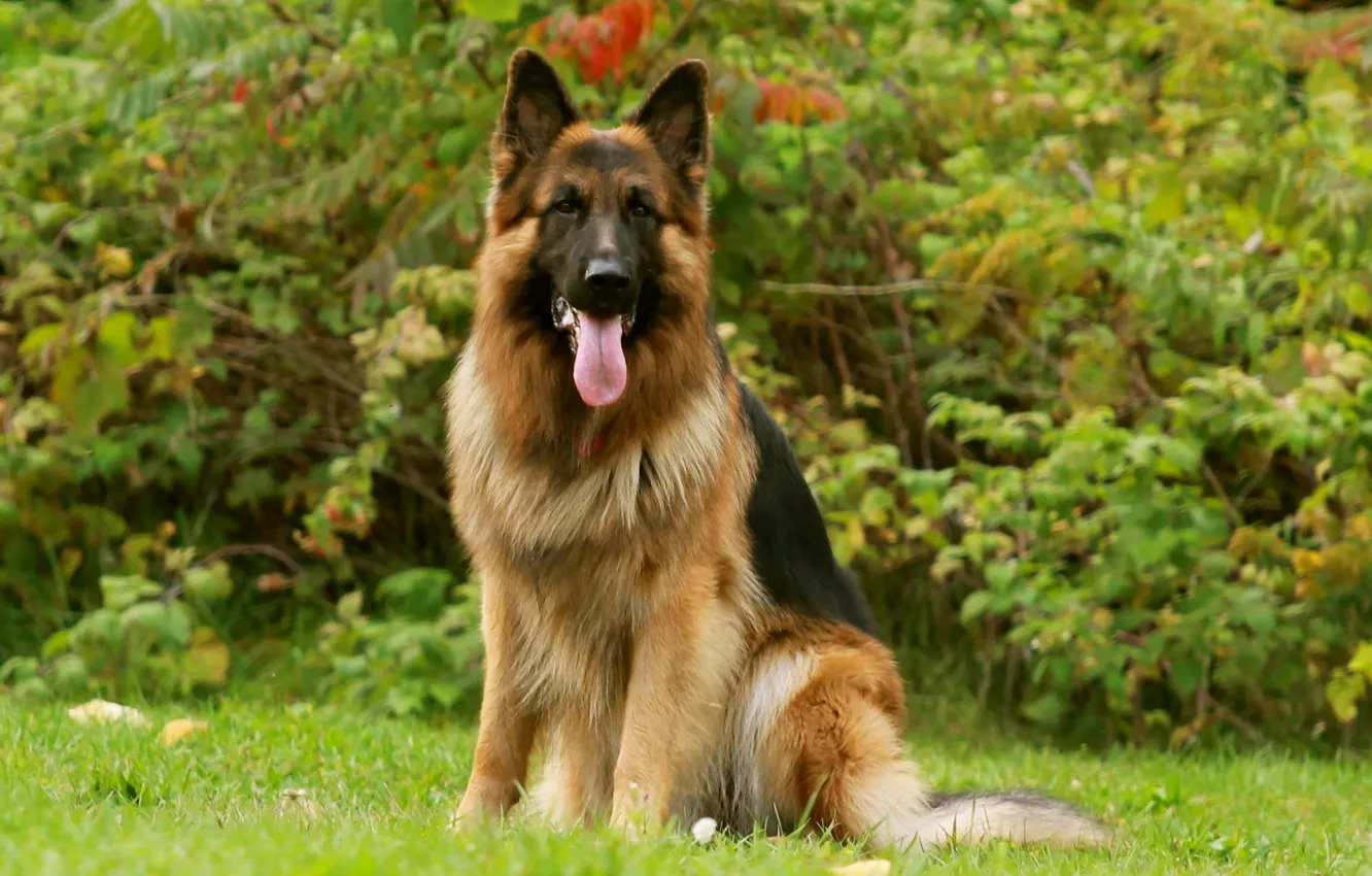 Photo wallpaper dog, friend, German Shepherd