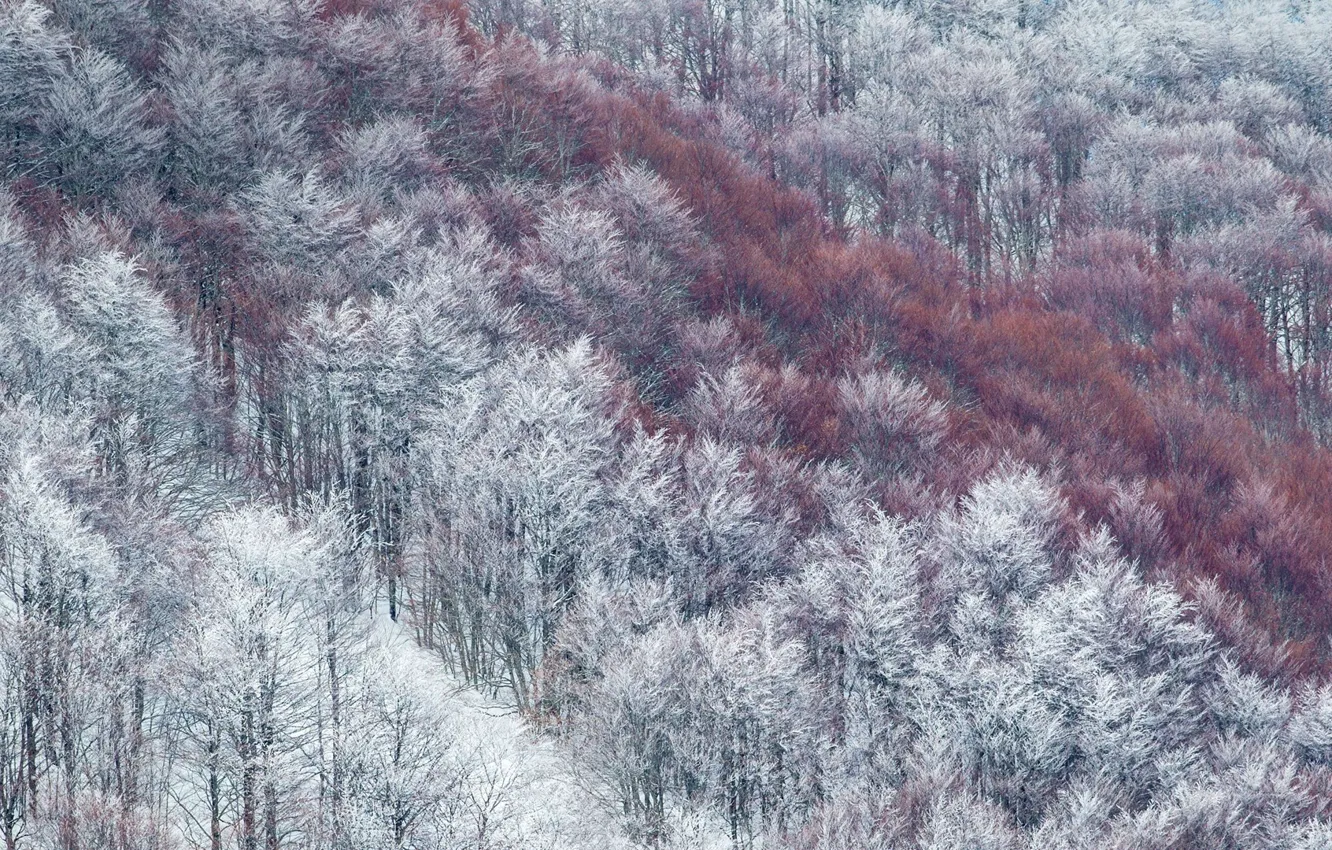 Photo wallpaper frost, snow, Italy, Abruzzo, beech forest