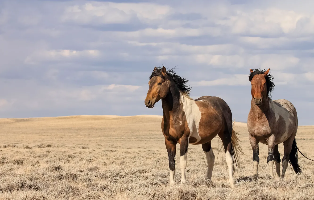 Photo wallpaper field, the sky, the wind, horses, horse, space, pair, two