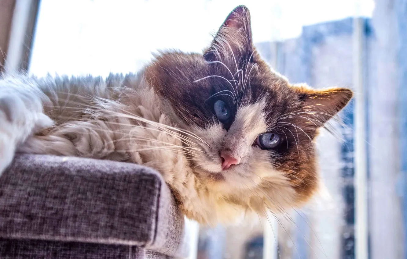 Photo wallpaper mark, cat, lies, mustache, look, pose, spotted, blue eyes