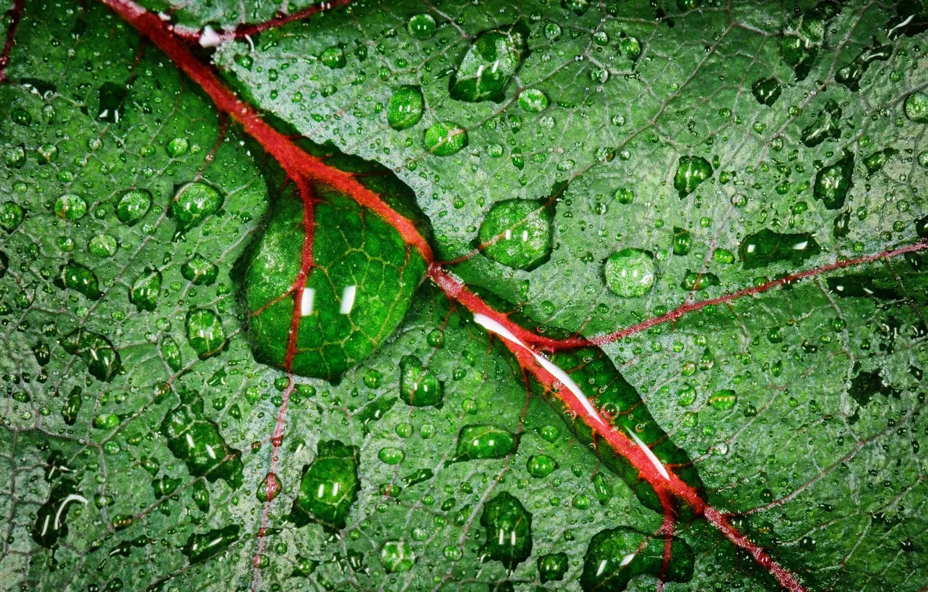 Photo wallpaper leaves, drops, Rosa, veins
