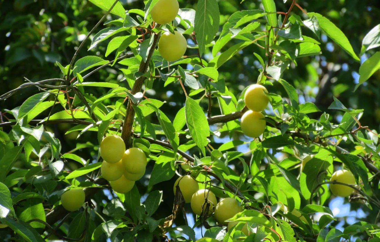 Photo wallpaper plum, plum, Meduzanol ©, Summer 2018