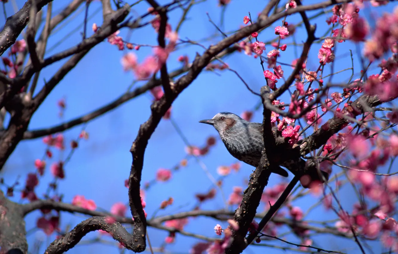 Photo wallpaper animals, birds, cute, spring, bird, flowering tree, pink flowers, blue sky