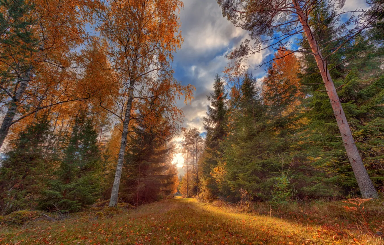 Photo wallpaper road, autumn, forest, grass, leaves, the sun, clouds, light