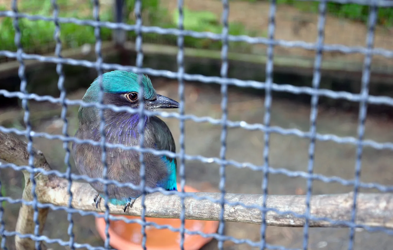 Photo wallpaper bird, bird, tail, beautiful bird, beautiful bird