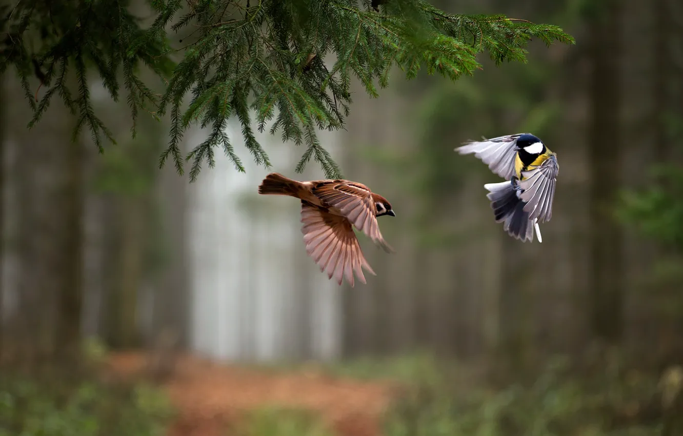 Photo wallpaper forest, birds, spruce, branch, flight