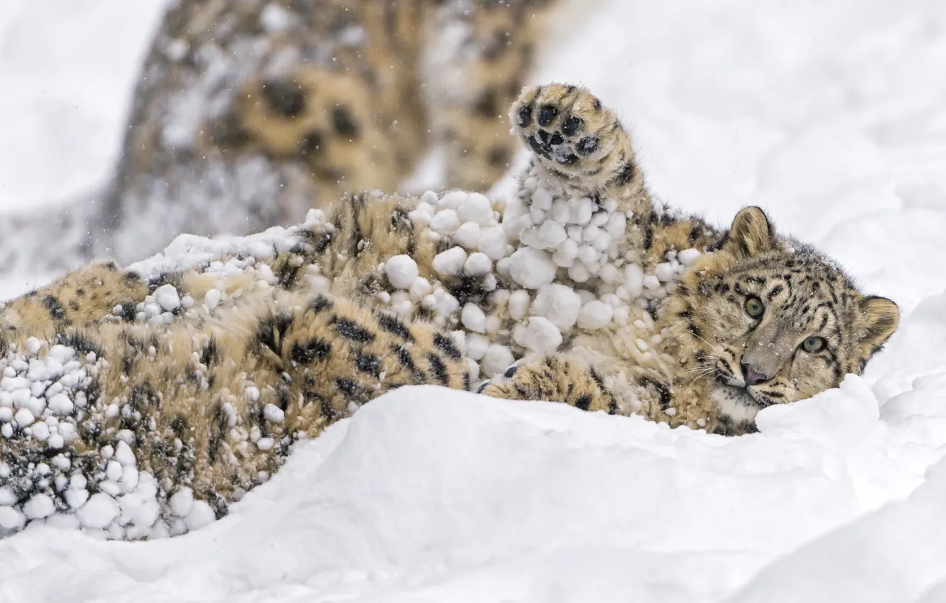 Photo wallpaper winter, face, snow, the game, predator, paws, spot, lies