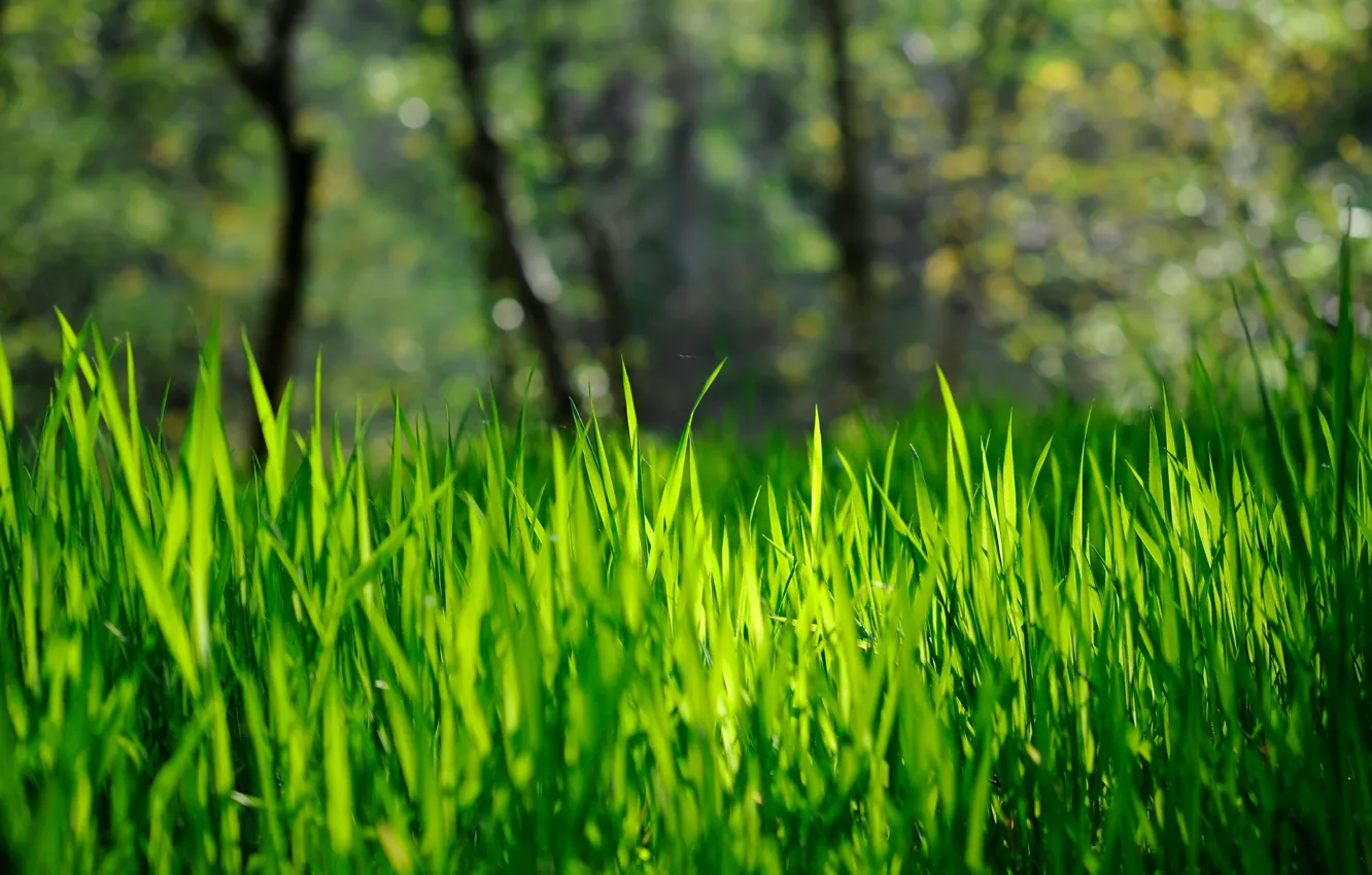 Photo wallpaper grass, green, bokeh, spring-summer