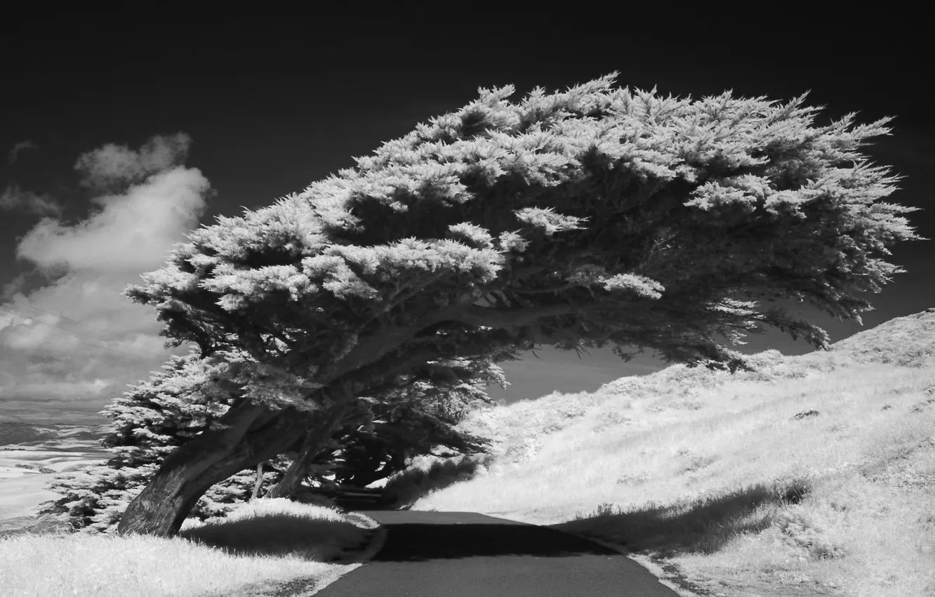 Photo wallpaper black & white, road, clouds, tree, shadow, photograhpy