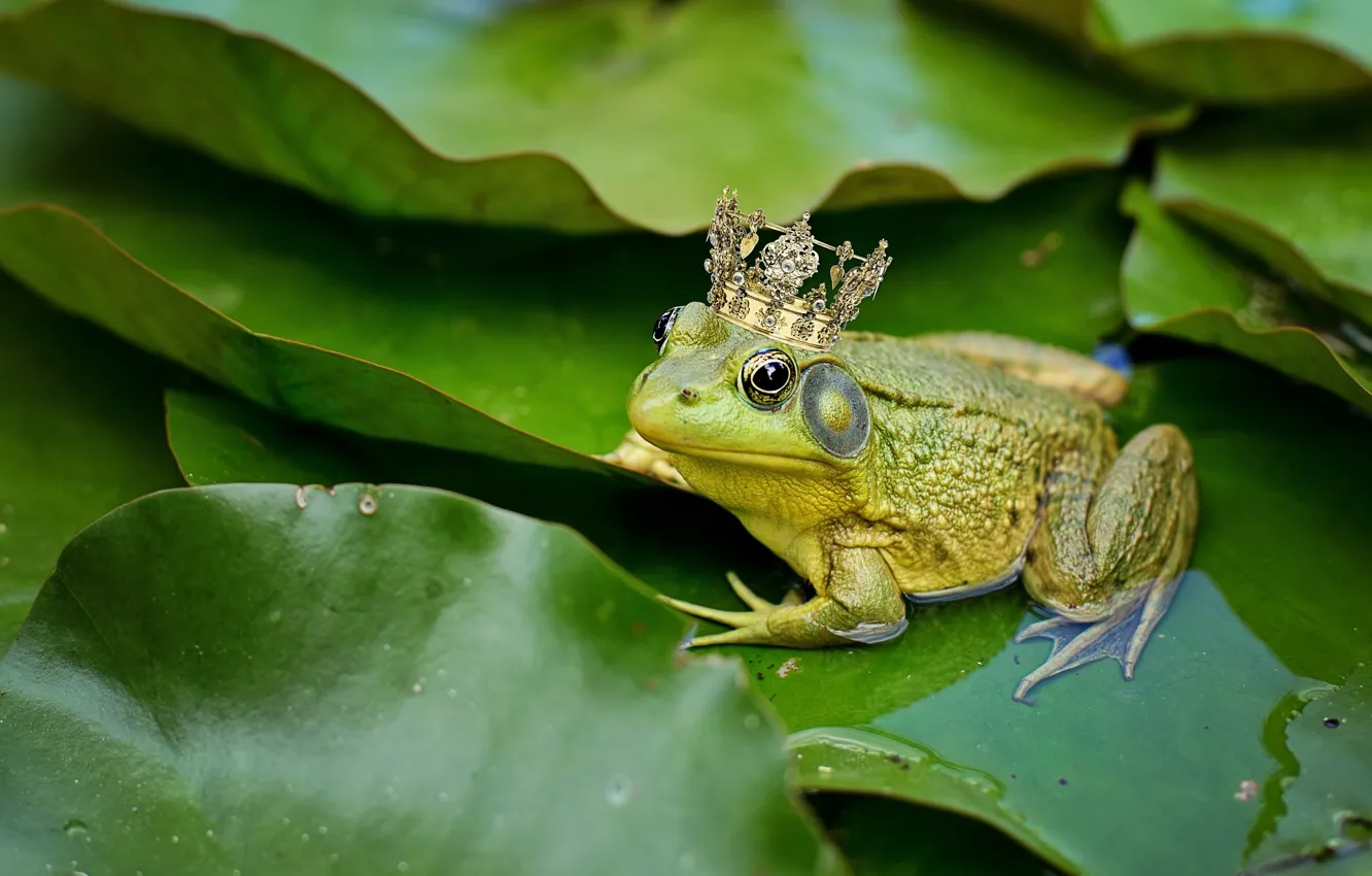 Photo wallpaper Frog, Lily, Green Pond