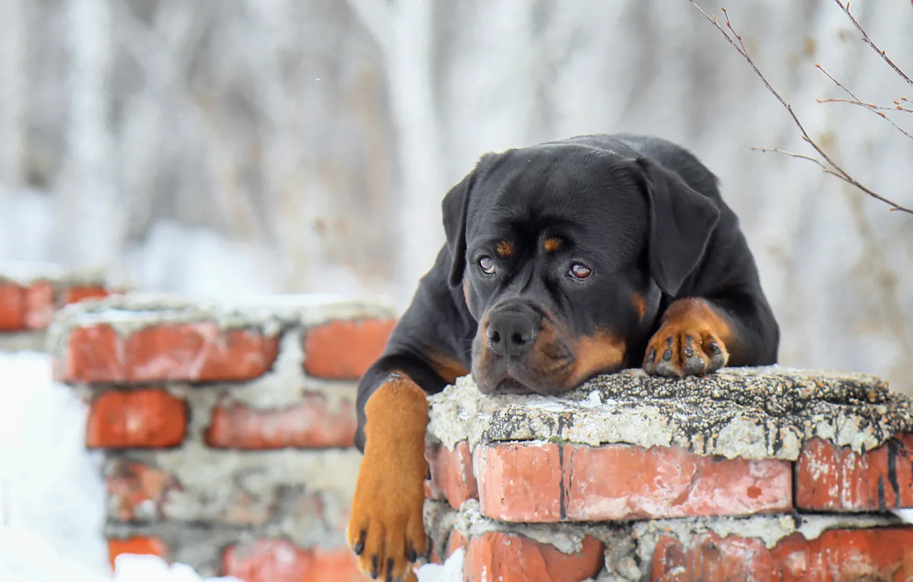 Photo wallpaper face, dog, paws, bricks, Rottweiler, Andrei Ershov