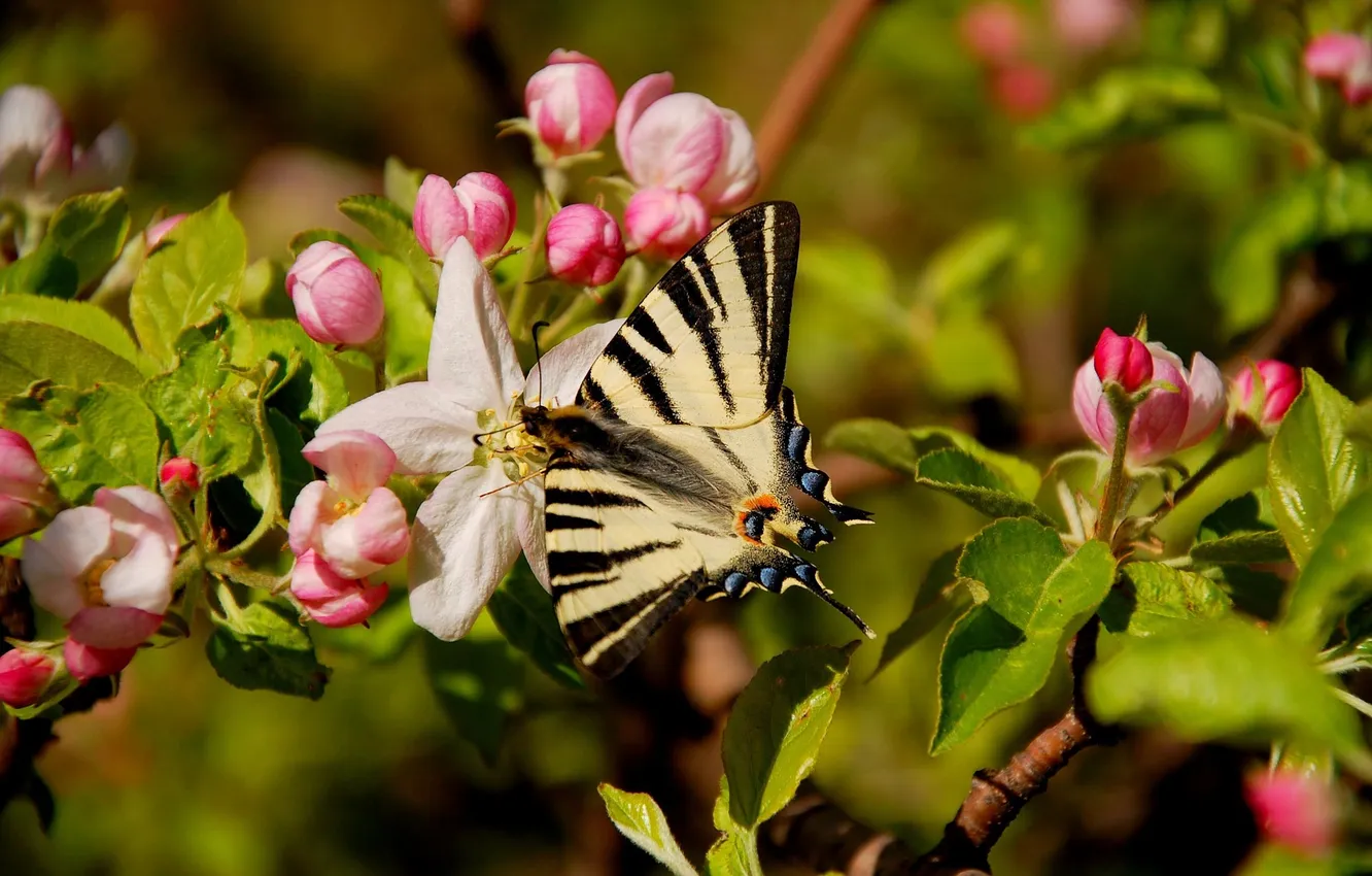 Photo wallpaper macro, butterfly, wings, beautiful, flowers, flowering, pollination, closeup