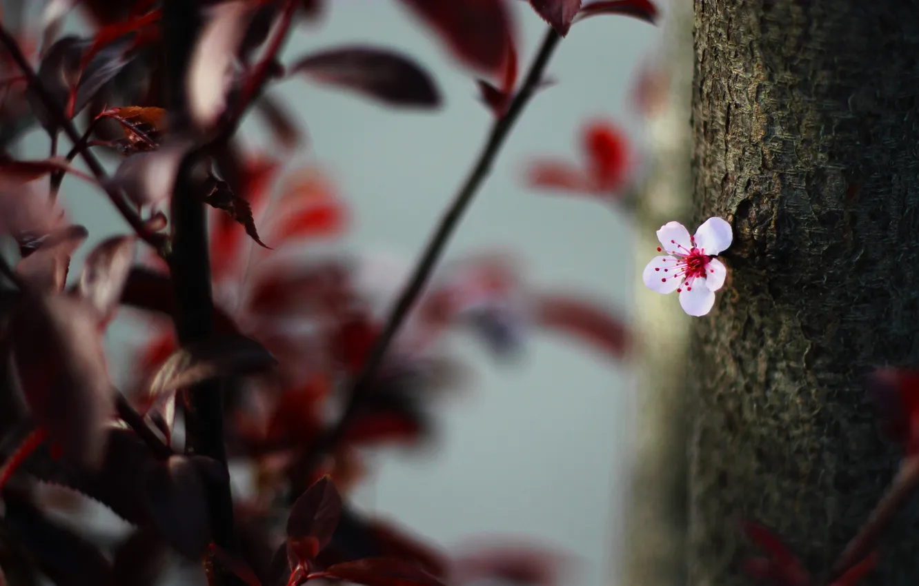 Photo wallpaper leaves, trees, flowers, nature, cherry, flowering, flower, nature