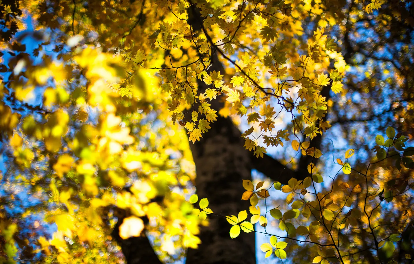Photo wallpaper autumn, leaves, trees, bokeh, October