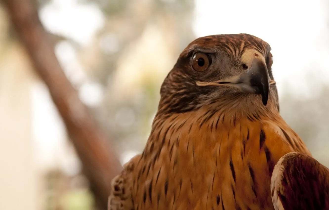 Photo wallpaper nature, bird, eagle