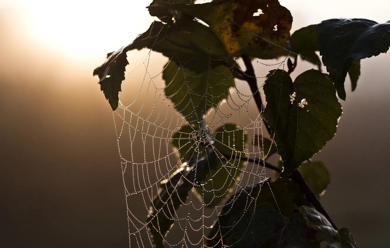 Photo wallpaper sunset, branches, web