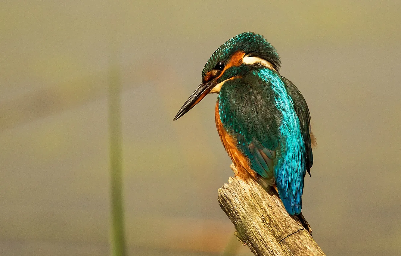 Photo wallpaper bird, stump, female, Kingfisher